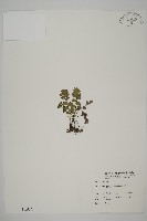 鐵線蕨藏品圖，第1張