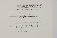 鐵線蕨藏品圖，第2張