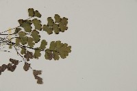 鐵線蕨藏品圖，第3張