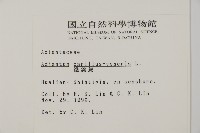 鐵線蕨藏品圖，第2張