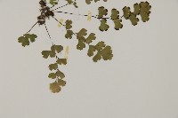 鐵線蕨藏品圖，第3張