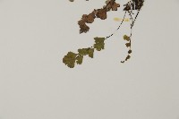 鐵線蕨藏品圖，第4張