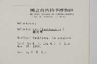 鐵線蕨藏品圖，第2張