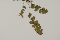 鐵線蕨藏品圖，第3張