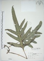 海岸星蕨藏品圖，第1張