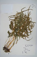 箭葉鳳尾蕨藏品圖，第1張