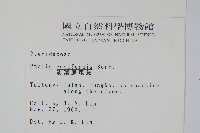 箭葉鳳尾蕨藏品圖，第2張