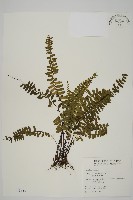 生芽鐵角蕨藏品圖，第1張