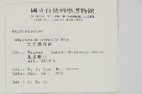 生芽鐵角蕨藏品圖，第2張