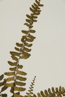 生芽鐵角蕨藏品圖，第3張