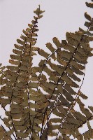 生芽鐵角蕨藏品圖，第4張