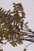 生芽鐵角蕨藏品圖，第5張