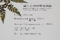 稀子蕨藏品圖，第2張