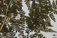 稀子蕨藏品圖，第3張