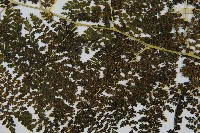 稀子蕨藏品圖，第4張