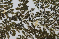 稀子蕨藏品圖，第5張