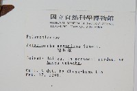 連珠蕨藏品圖，第2張