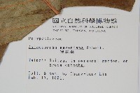 連珠蕨藏品圖，第2張