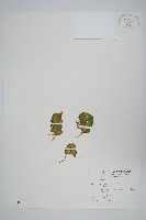 人厭槐葉蘋、速生槐葉蘋藏品圖，第1張