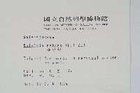 人厭槐葉蘋、速生槐葉蘋藏品圖，第2張