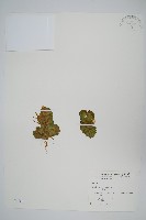 人厭槐葉蘋、速生槐葉蘋藏品圖，第1張