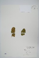 人厭槐葉蘋、速生槐葉蘋藏品圖，第1張