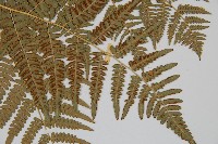 蕨藏品圖，第6張