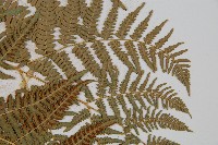蕨藏品圖，第7張