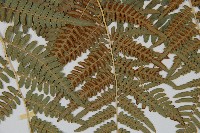 蕨藏品圖，第4張