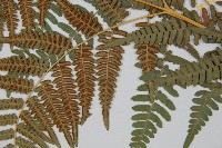 蕨藏品圖，第5張