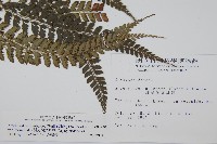 斜方複葉耳蕨藏品圖，第2張