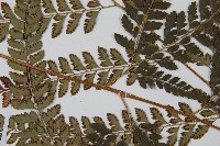 斜方複葉耳蕨藏品圖，第3張