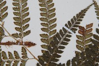 斜方複葉耳蕨藏品圖，第4張