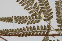 斜方複葉耳蕨藏品圖，第5張