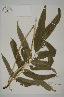 華鳳丫蕨藏品圖，第1張