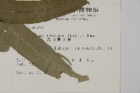 華鳳丫蕨藏品圖，第2張