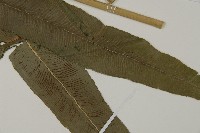 華鳳丫蕨藏品圖，第3張