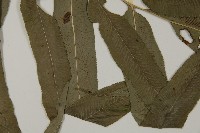 華鳳丫蕨藏品圖，第4張