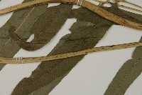 華鳳丫蕨藏品圖，第5張