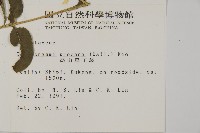 華鳳丫蕨藏品圖，第2張