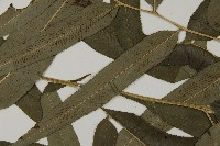 華鳳丫蕨藏品圖，第4張