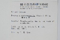 槭葉石葦藏品圖，第2張