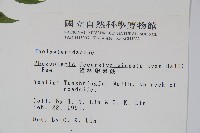 翅軸假金星蕨、短柄卵果蕨藏品圖，第2張