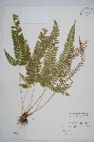 韓氏耳蕨藏品圖，第1張