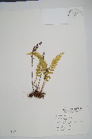 陵齒蕨、鱗始蕨藏品圖，第1張