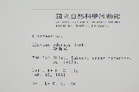 陵齒蕨、鱗始蕨藏品圖，第2張