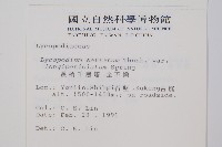 長柄千層塔藏品圖，第2張