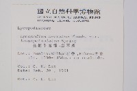 長柄千層塔藏品圖，第2張