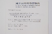 長柄千層塔藏品圖，第2張