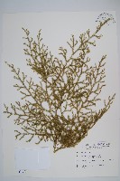 過山龍藏品圖，第1張